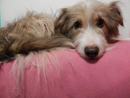 Sleepy dog - Free Stock Photo
