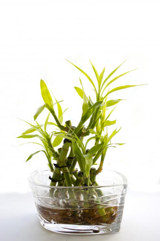 Free stock image of Bambuk created by Iurii