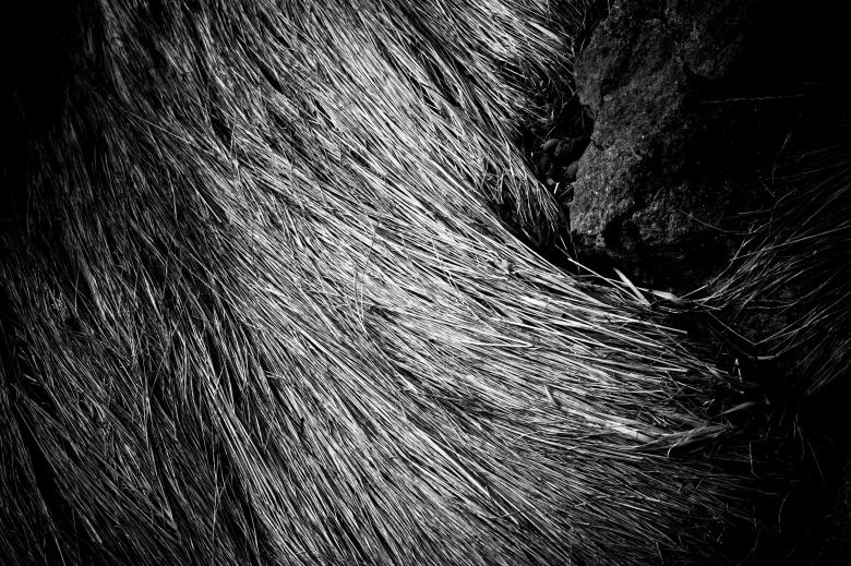 Free stock image of Fallen Straws Texture created by Free Texture Friday