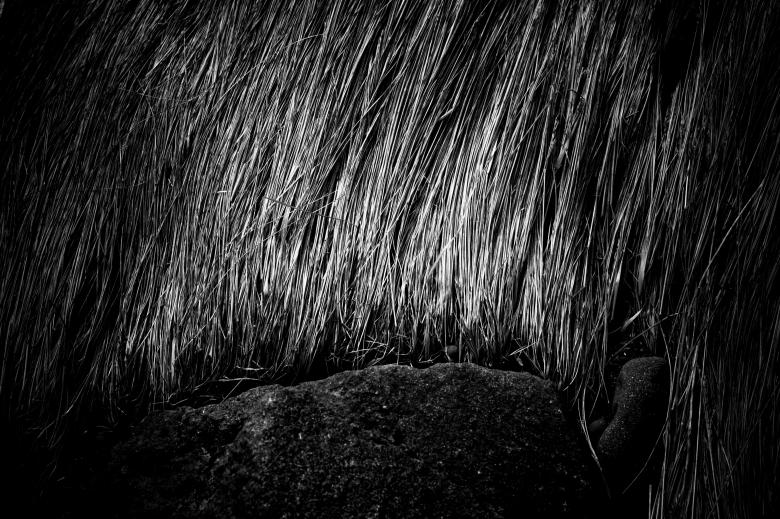 Free stock image of Fallen Straws Texture created by Free Texture Friday