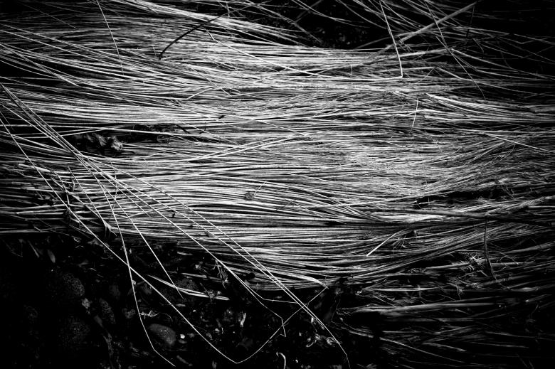 Free stock image of Fallen Straws Texture created by Free Texture Friday