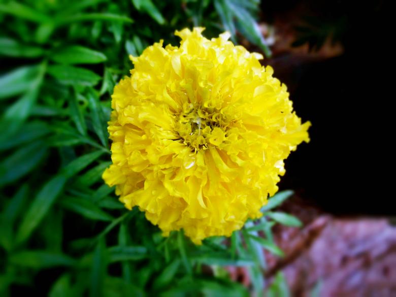 Free stock image of Yellow Marigold Flower created by Anuraj R V
