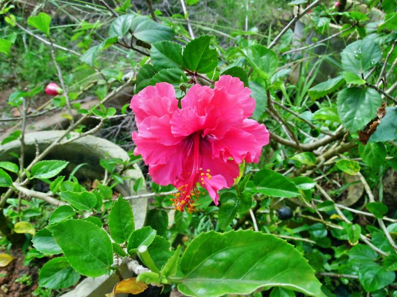 Free stock image of Pink Hibiscus Flower created by Anuraj R V