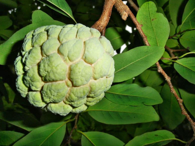 Free stock image of Custard Apple created by Anuraj R V