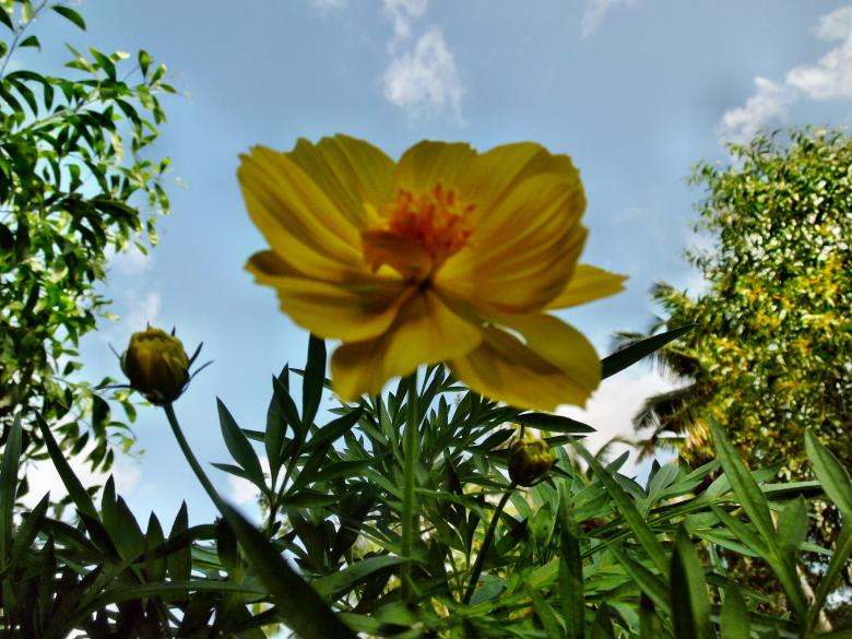 Free stock image of Yellow Tagetes Lucida Flower created by Anuraj R V