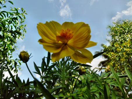 Yellow Tagetes Lucida Flower - Free Stock Photo