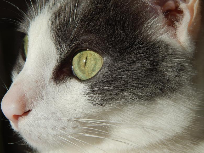 Free stock image of Cat closeup created by Silvana