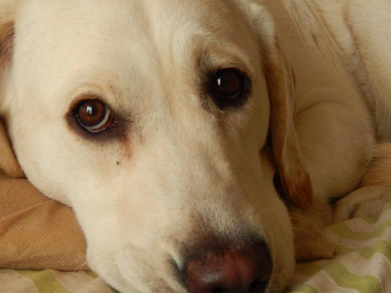 Free stock image of Labrador created by Silvana