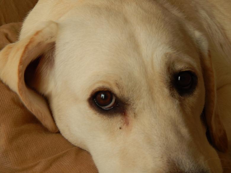 Free stock image of Labrador created by Silvana