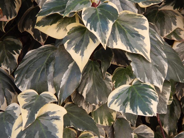 Free stock image of Ivy created by Silvana