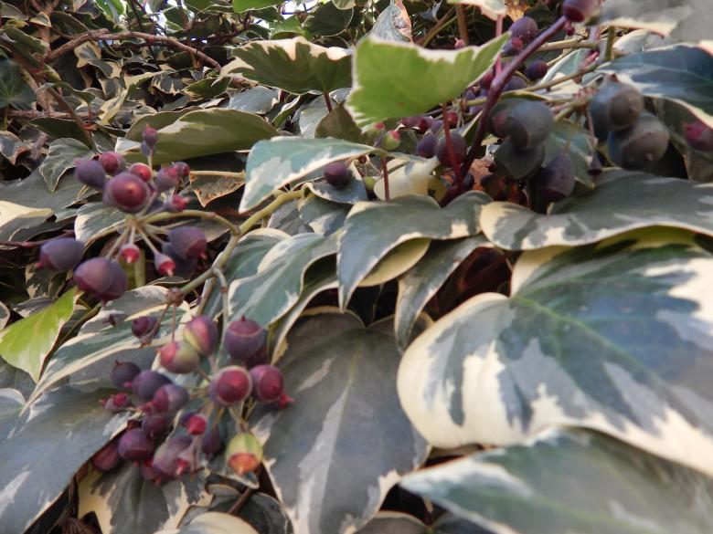 Free stock image of Ivy created by Silvana