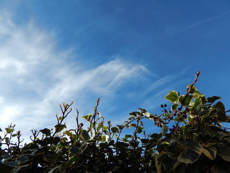 Free stock image of Ivy against the sky created by Silvana