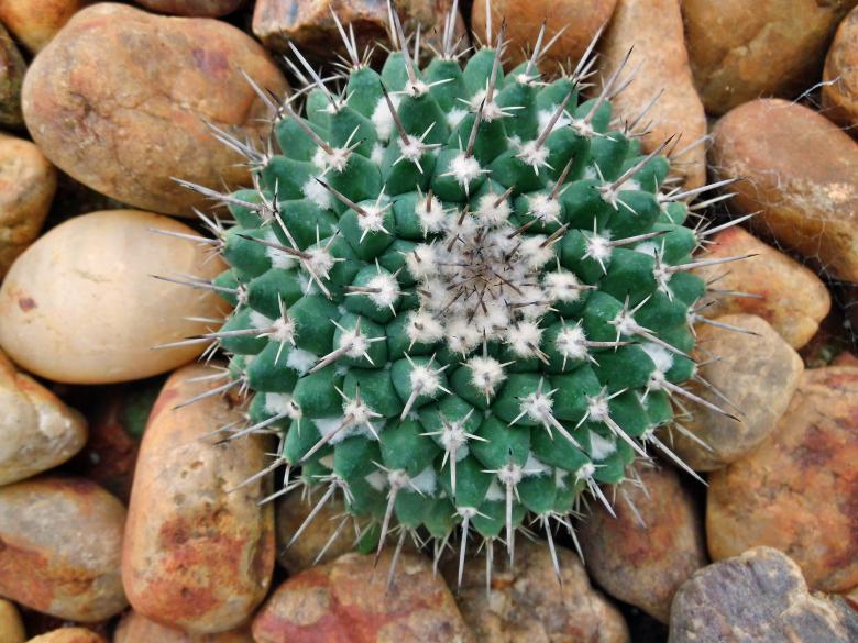 Free stock image of Ball Cactus with pebble stones created by Anuraj R V