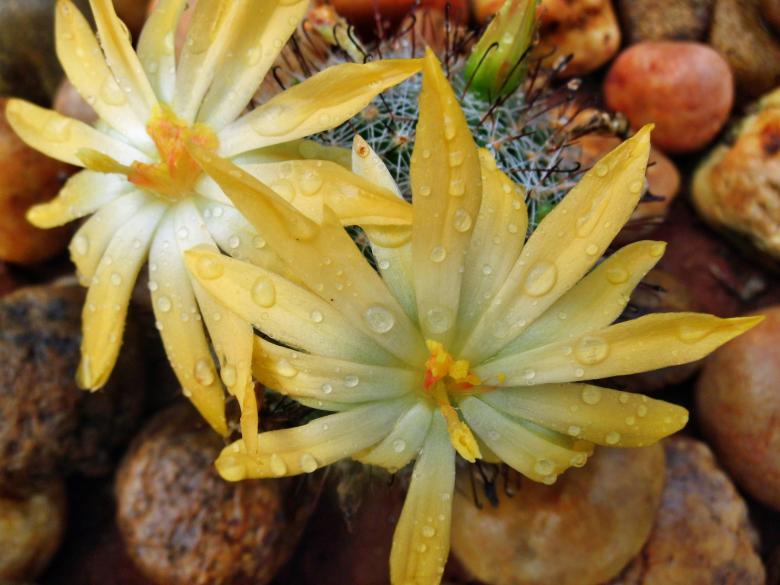 Free stock image of Cactus Yellow Flowers with water drops created by Anuraj R V