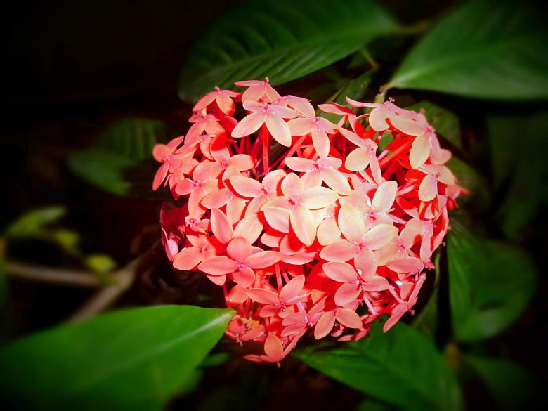 Free stock image of Ixora flower created by Anuraj R V