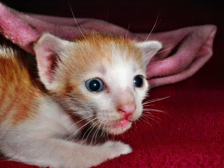 Free stock image of Cute little cat created by Anuraj R V
