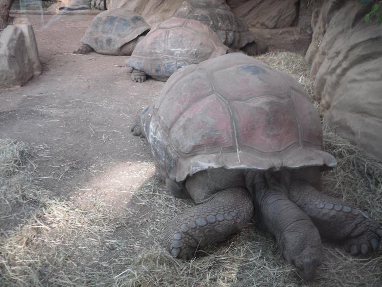 Free stock image of Giant Tortoise created by Mark Gleeson