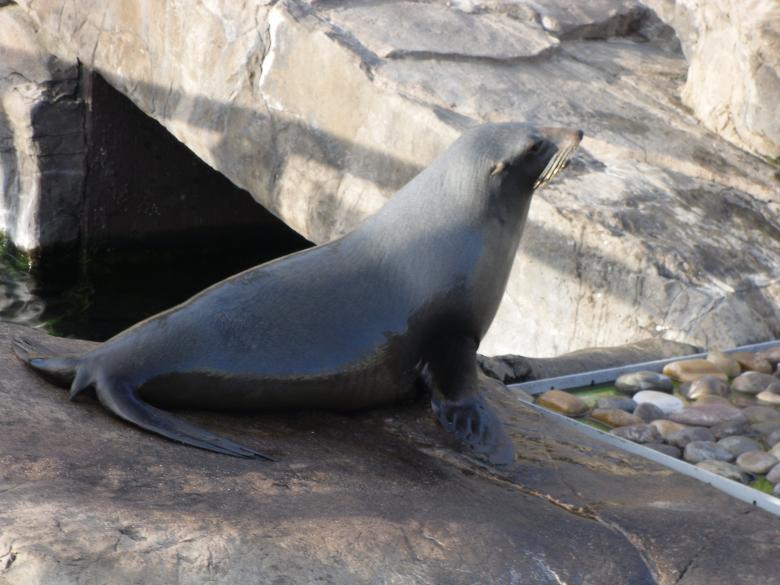 Free stock image of Sea Lion created by Mark Gleeson