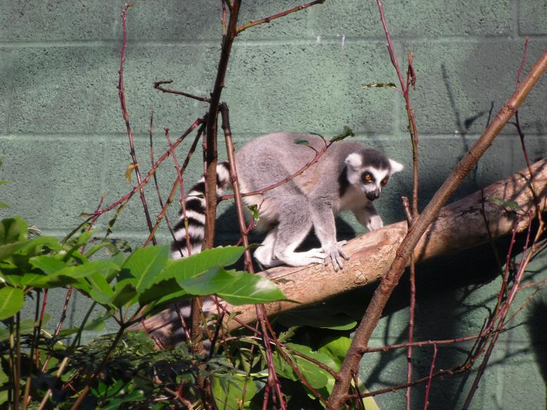 Free stock image of Ring-tailed lemur created by Mark Gleeson