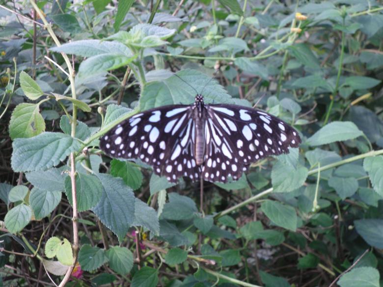 Free stock image of Black and white butterfly created by Mark Gleeson