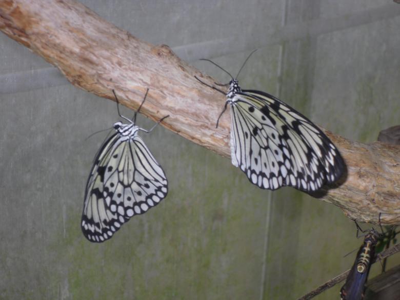 Free stock image of Paper Kite Butterfly created by Mark Gleeson