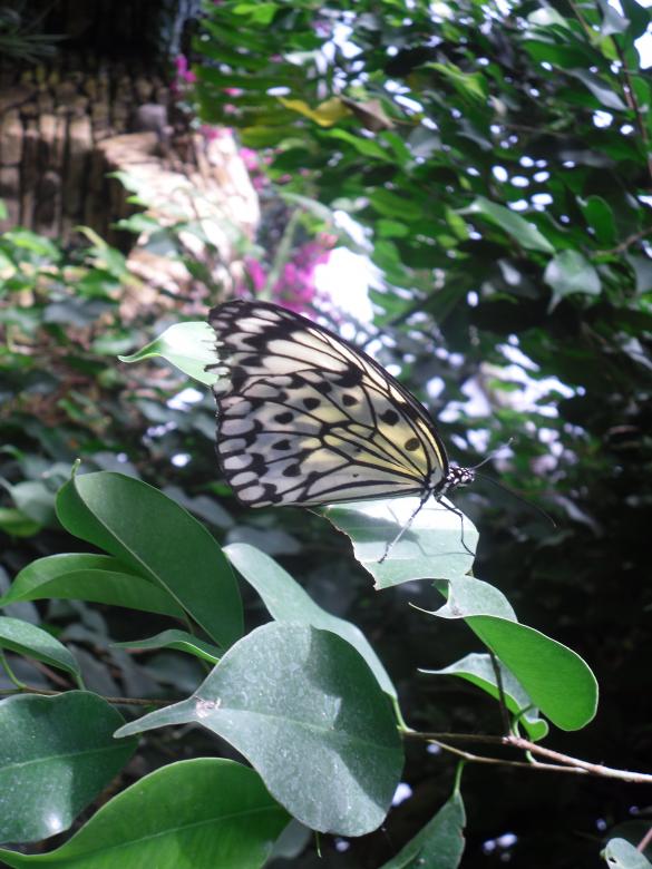 Free stock image of Paper Kite Butterfly created by Mark Gleeson