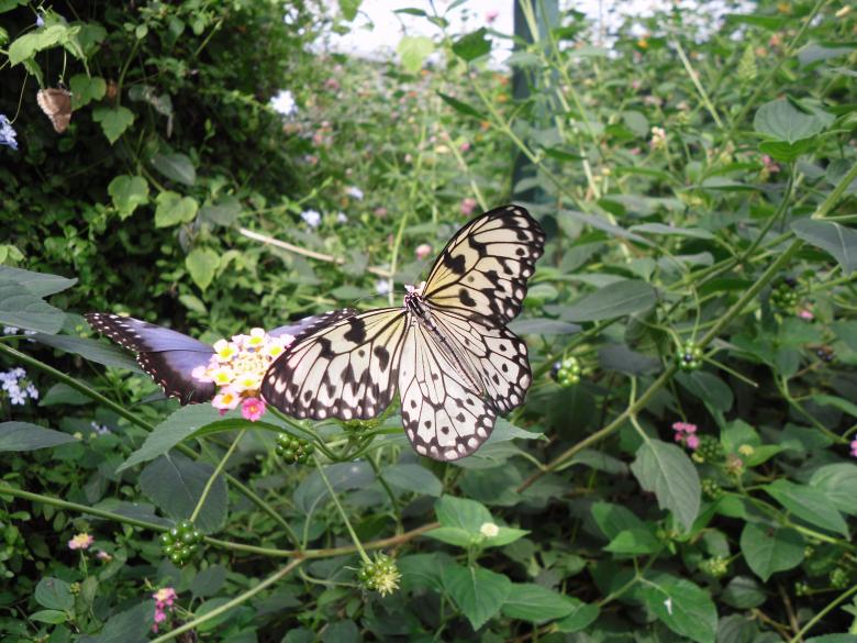 Free stock image of Paper Kite Butterfly created by Mark Gleeson