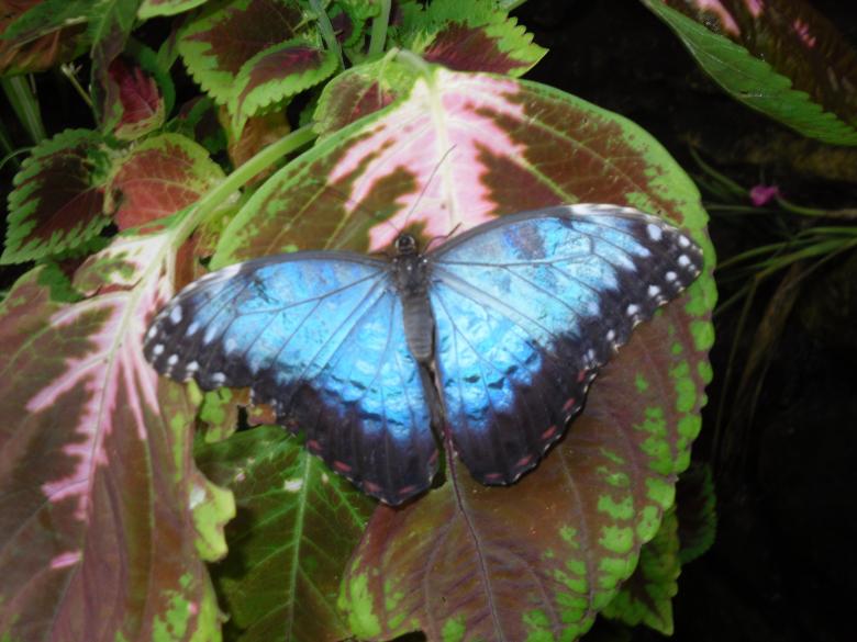 Free stock image of Blue Morpho Butterfly created by Mark Gleeson