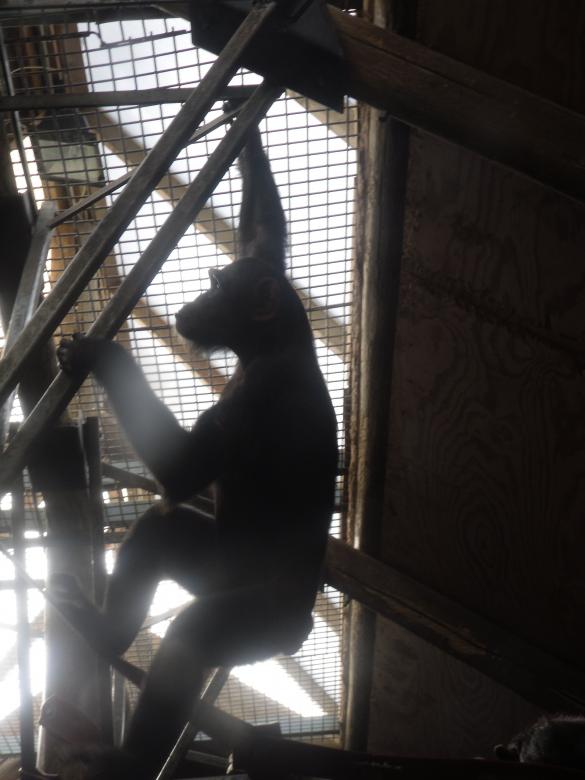 Free stock image of Chimp climbing created by Mark Gleeson