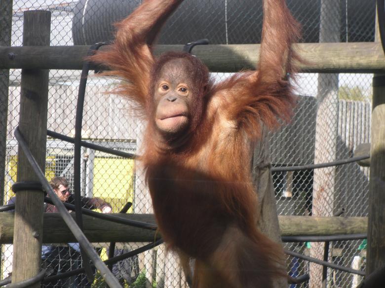 Free stock image of Orangutan created by Mark Gleeson