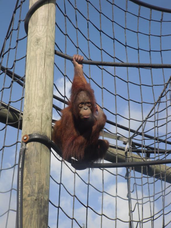 Free stock image of Orangutan created by Mark Gleeson
