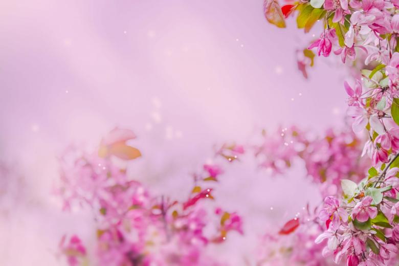 Free stock image of Blossom created by renato valadez