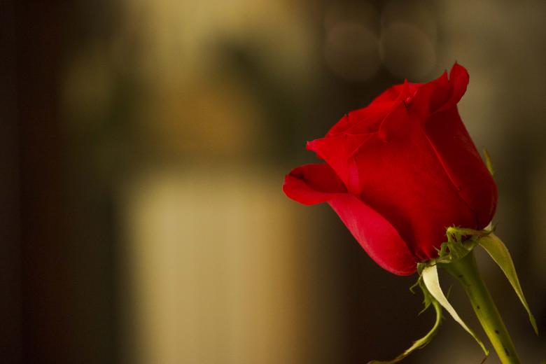 Free stock image of Delightful created by renato valadez
