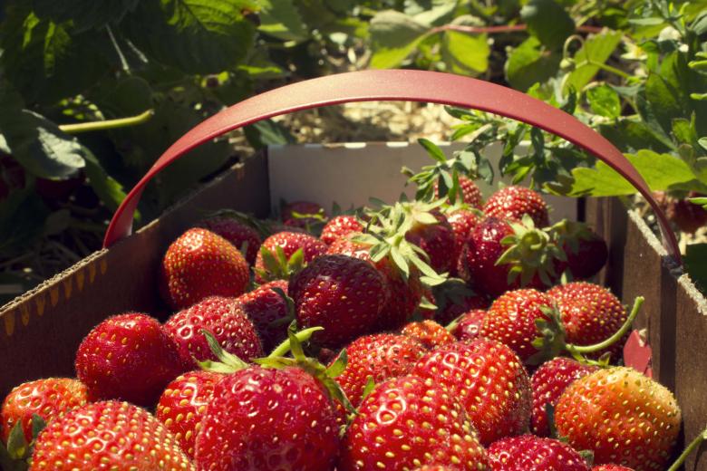 Free stock image of Strawberry Picking created by renato valadez