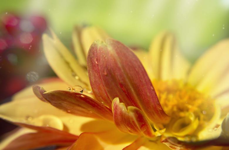Free stock image of Sundrop created by renato valadez