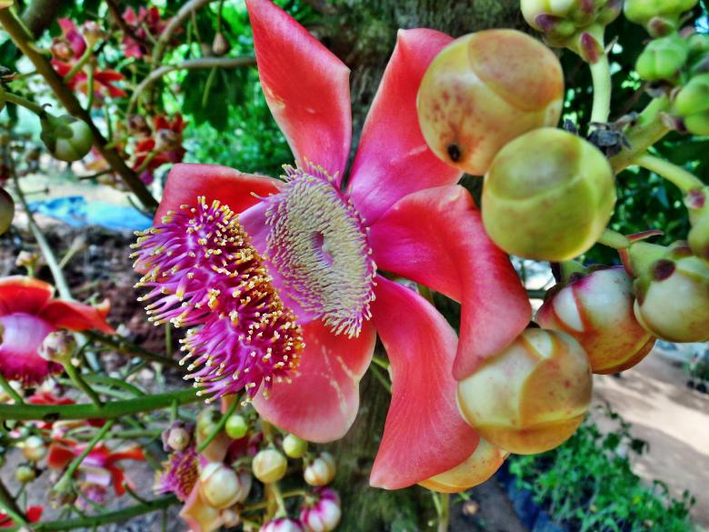 Free stock image of Cannonball tree created by Anuraj R V