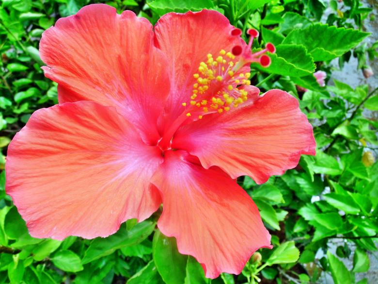 Free stock image of Hibiscus rosa-sinensis flower created by Anuraj R V