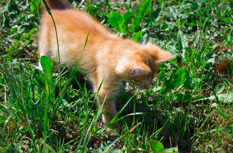 Free stock image of Kitten created by Alenka