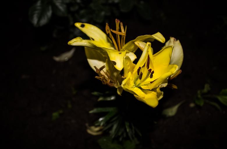 Free stock image of Yellow Flower created by Alenka