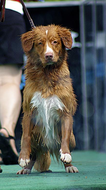 Free stock image of Nova Scotia Duck Toller created by Tony Ryta
