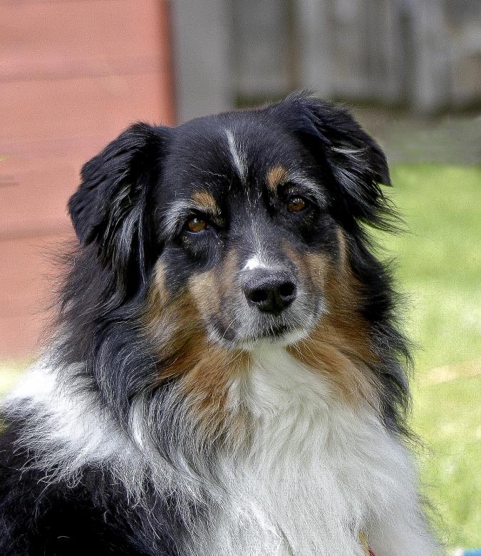 Free stock image of Untitled Dog created by Tony Ryta