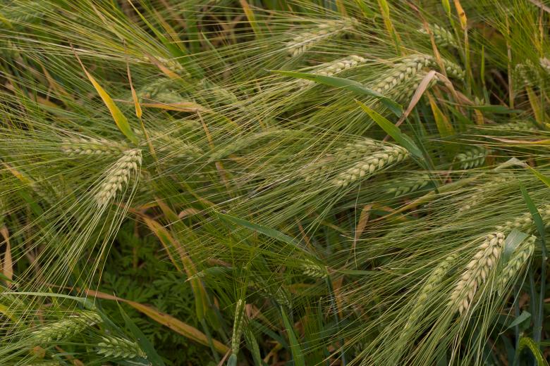 Free stock image of Green wheat created by Evgenij Kutyavin