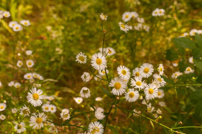 Free stock image of Daisy field created by Evgenij Kutyavin