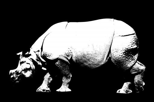 Rhino - Free Stock Photo