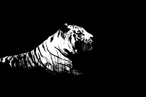 Tiger II - Free Stock Photo