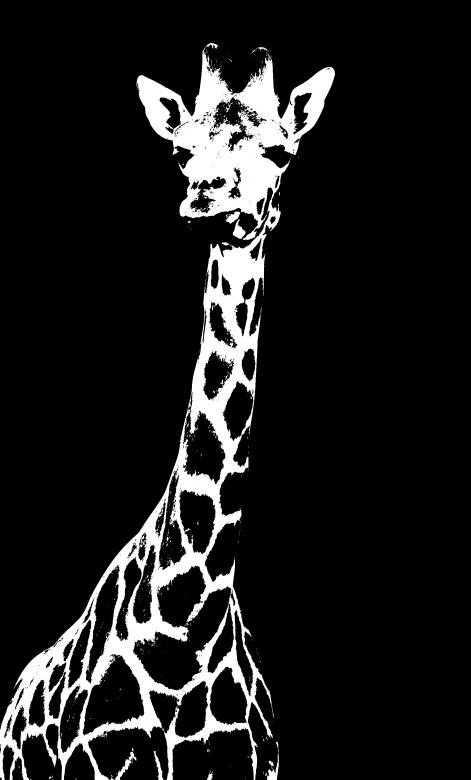 Free stock image of Giraffe created by Harry Ray