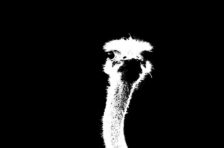 Free stock image of Emu created by Harry Ray