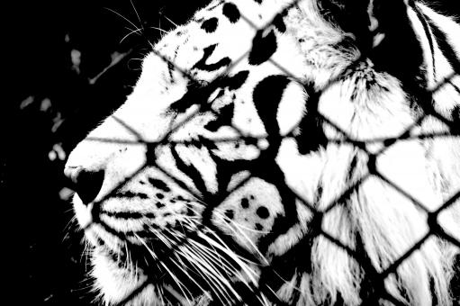 Caged Tiger II - Free Stock Photo