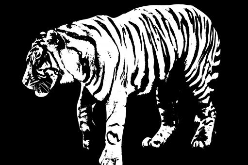 Tiger - Free Stock Photo