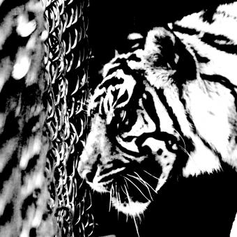 Caged Tiger - Free Stock Photo
